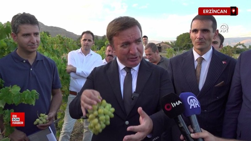 Erzincan'da hasadına başlanan Cimin üzümünün yararları saymakla bitmiyor
