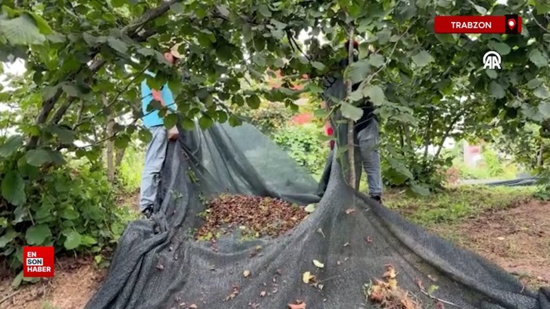 Trabzon'da fındık hasadında sona gelinirken 'file örtüler' toplanıyor
