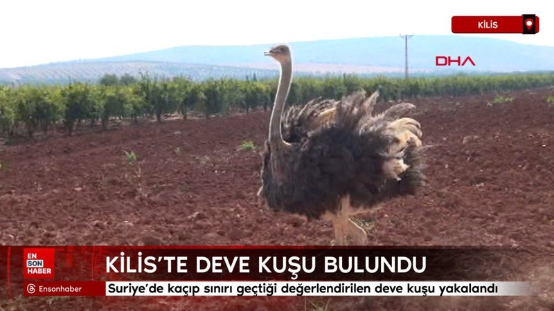 Kilis'te deve kuşu bulundu