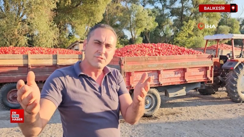 Balıkesir'de verimli topraklarda domates krizi: Domates tarlada kaldı