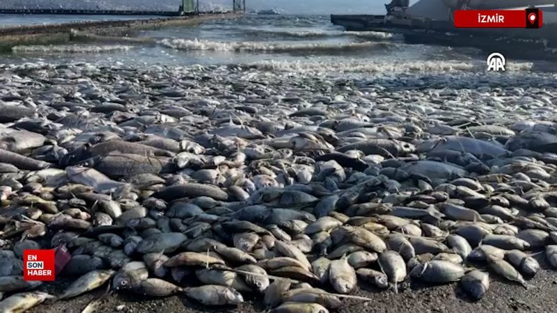 İzmir Körfezi'nde balık ölümleri devam ediyor