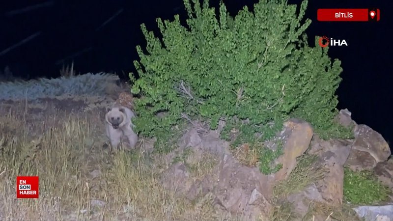 Bitlis'de Polonyalı turist ayı saldırısından son anda kurtuldu