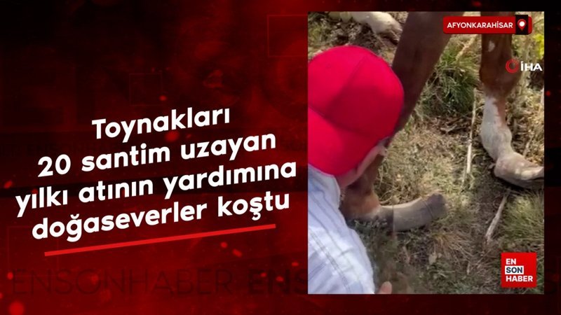Afyonkarahisar'da toynakları 20 santim uzayan yılkı atının yardımına doğaseverler koştu