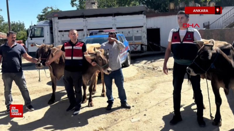Ankara'da hayvan hırsızlığı yapan şahıslara gözaltı