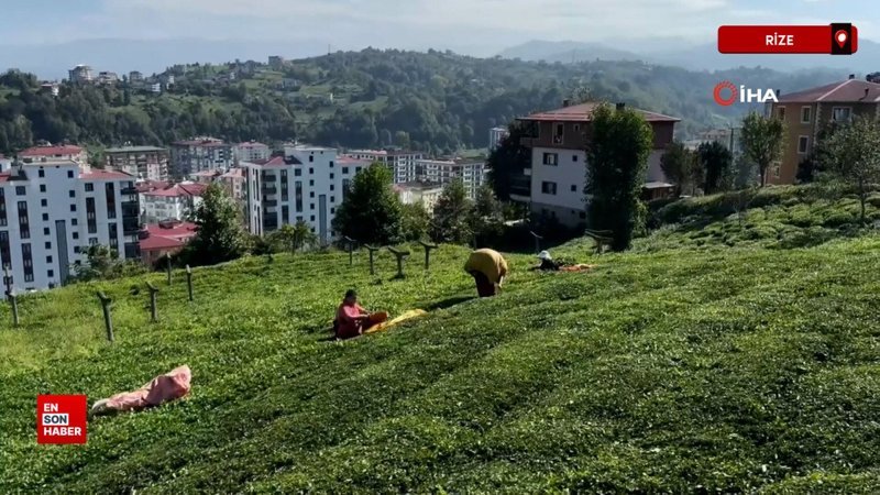 Rize'de çayda 4. sürgün geldi, üreticilerin yüzü güldü