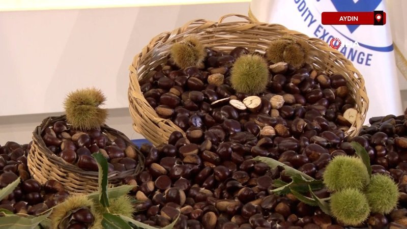 Aydın'da sezonun ilk kestanesi kilosu 500 TL'den alındı