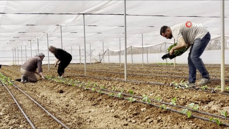 Şanlıurfa'da sebze fideleri seralarda toprakla buluştu