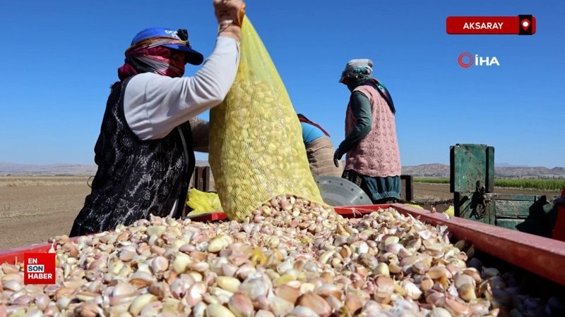 İspanya'dan Aksaray'a sarımsak yatırımı