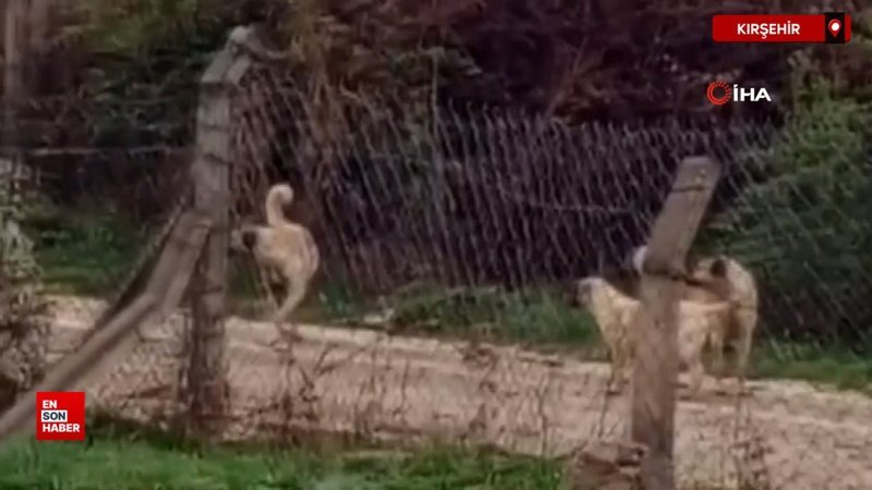 Kırşehir'de başıboş sokak köpekleri, vatandaşları tedirgin ediyor