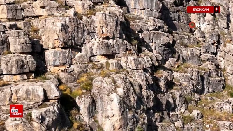Erzincan’da kanyonlarla bütünleşen yaban keçileri