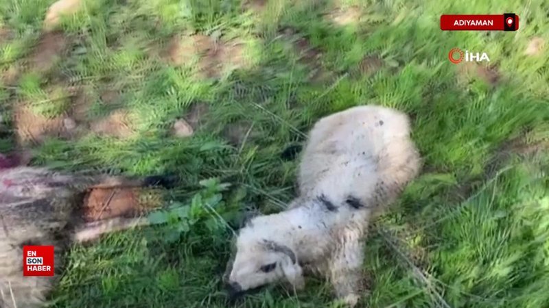 Adıyaman'da kurtlar sürüye saldırdı: Hayvanlar telef oldu
