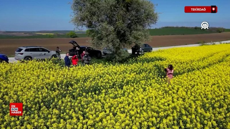 Tekirdağ'da kanola tarlaları fotoğrafların doğal fonu oluyor