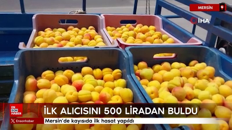 Mersin'de kayısıda ilk hasat yapıldı: 500 liradan alıcı buldu