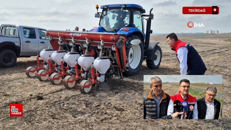 Tekirdağ'da anıza ekim dönemi: Anıza ekim Türkiye’ye örnek olacak