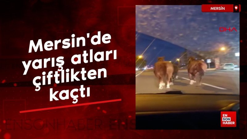 Mersin'de yarış atları çiftlikten kaçtı