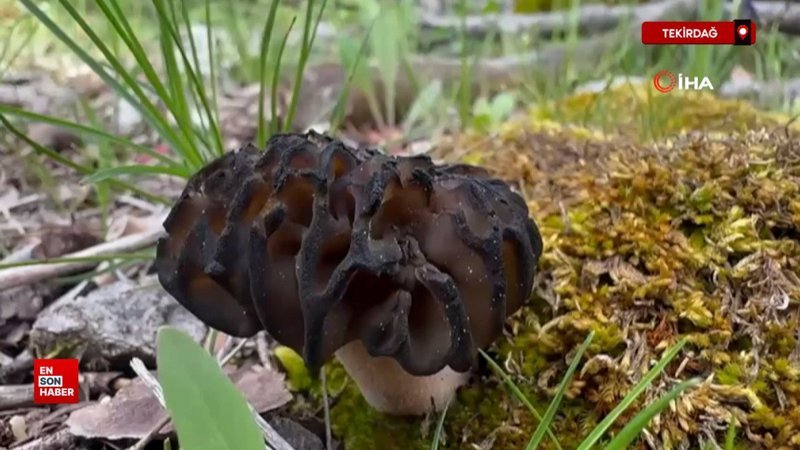 Antalya'da 'kuzugöbeği mantarı' sezonu başladı