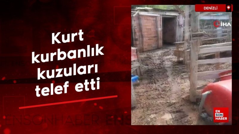 Denizli'de kurt, kurbanlık kuzuları telef etti