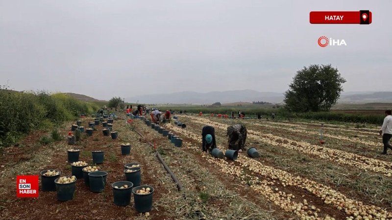 Don ve kuraklığın rekolteyi etkilemediği soğan, tarladan 8 TL’den alıcı buluyor