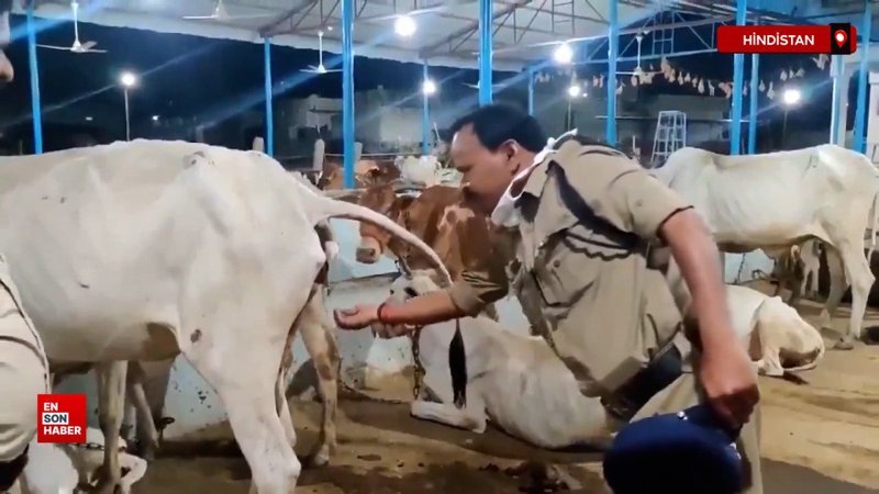 Hint pilot, uçuş öncesi inek idrarı ile kendisini kutsadı