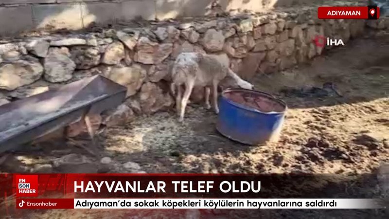 Adıyaman'da sokak köpekleri köylülerin hayvanlarına saldırdı