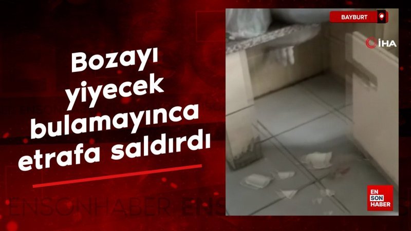 Bayburt'ta bir bozayı yiyecek bulamayınca etrafa saldırdı