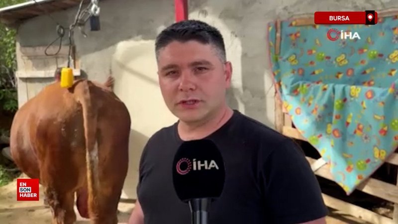 Bursa'da 1 ton 200 kiloluk kurbanlık, araba fiyatına alıcısını bekliyor