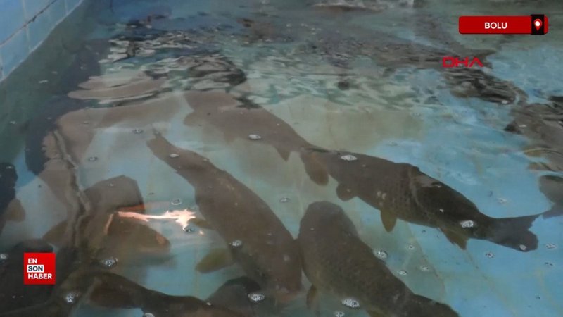 Bolu’da üretilen 5 milyon 230 bin yavru sazan, akarsulara bırakıldı