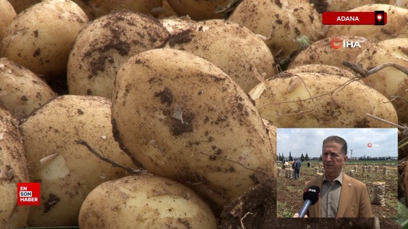 Adana’da patates hasadı başladı, tarlada kilogramı 22-24 lira