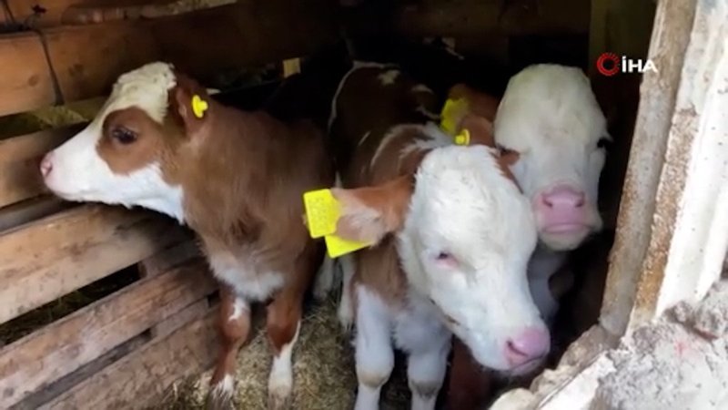 Artvin'de bir inek dördüz doğurdu, aile büyük sevinç yaşadı