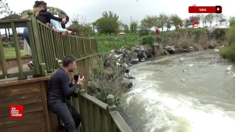 Van'da inci kefalinin zorlu göçü devam ediyor