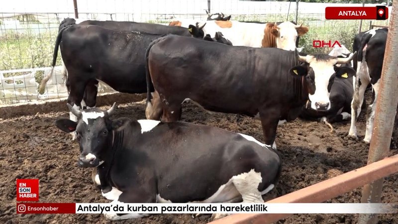 Antalya'da kurban pazarlarında hareketlilik