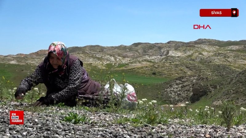 Sivas'ta köy kadınlarının zahmetli 'madımak' mesaisi