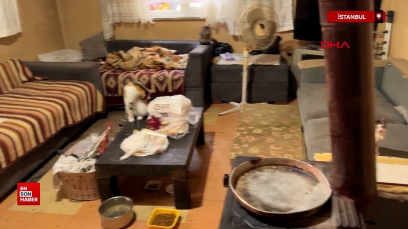 İstanbul'da 'Çöp ev' ihbarı: Kötü kokunun nedeni kediler çıktı