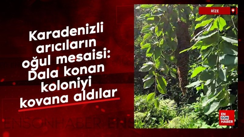 Karadenizli arıcıların oğul mesaisi: Dala konan koloniyi kovana aldılar