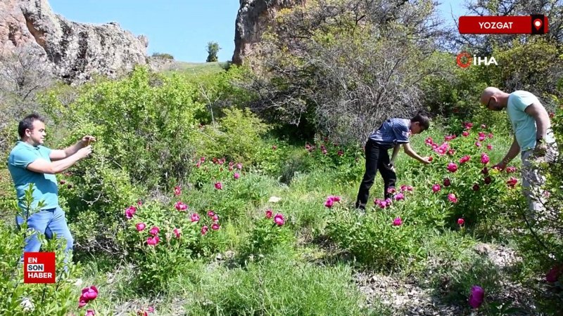 Yozgat’ta endemik bir tür olan Cehrilik laleleri açtı