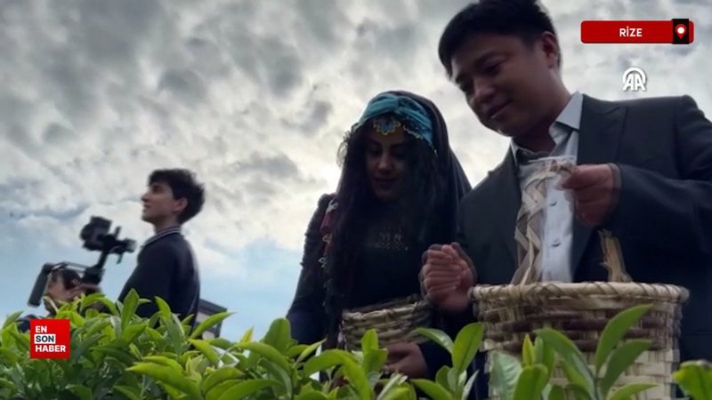 Çinli akademisyenler, Uluslararası Çay Günü'nde Rize'de çay topladı