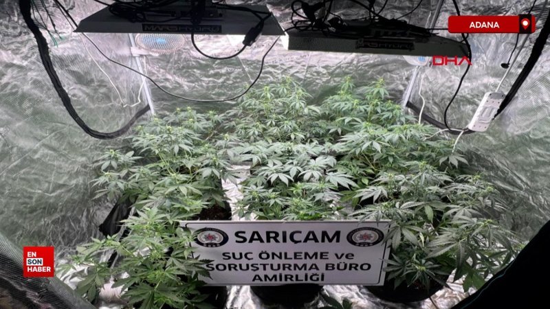Adana'da kasten yaralamadan cezaevine girdi, evinden kenevir serası çıktı