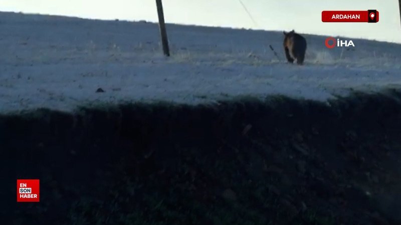 Ardahan'da boz ayı böyle görüntülendi