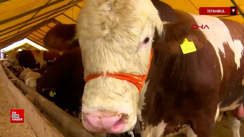 Kurbanlıklar İstanbul'a geldi; ilk satışlar yapıldı