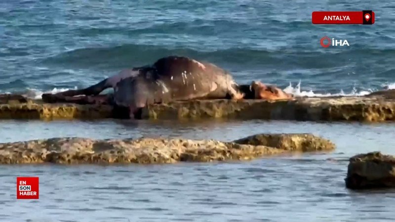 Antalya'da kayalıklarda telef olan inek bulundu