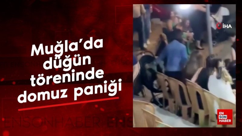 Muğla'da düğün töreninde domuz paniği