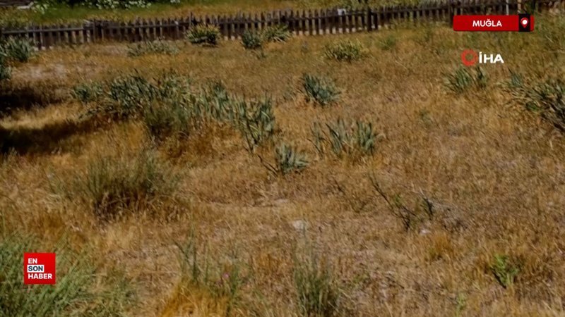 Muğla'da nesli tükeniyor, koparmanın cezası 387 bin TL