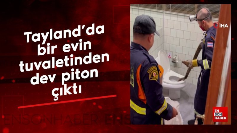 Tayland'da bir evin tuvaletinden dev piton çıktı