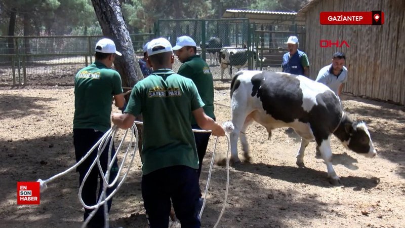 Gaziantep'te 'kurban yakalama timi' göreve hazır