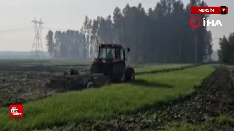 Mersin’de 41 hektarlık ormanlık alana buğday eken 4 kişiye dava açıldı