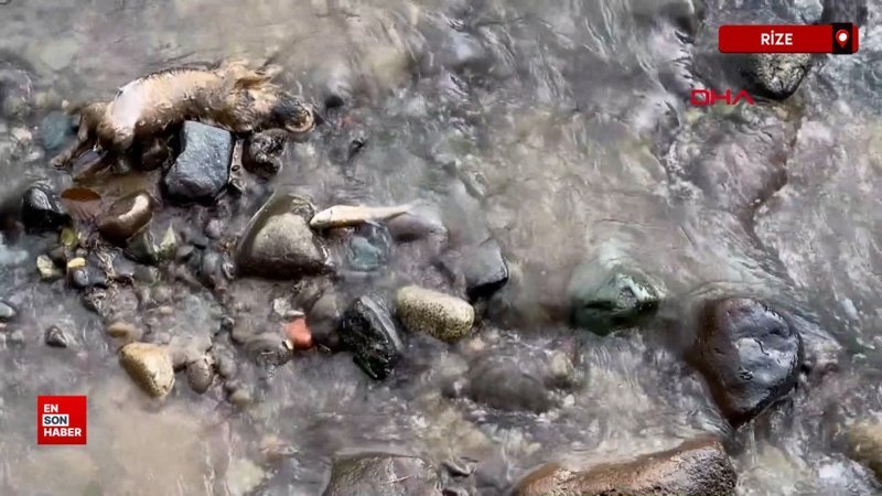 Rize’de derede balık ölümlerine inceleme