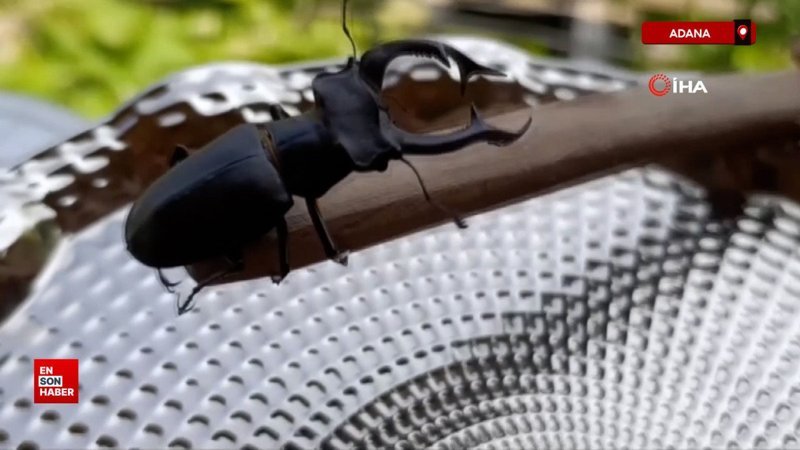 Adana'da parmak büyüklüğünde geyik böceği görüldü