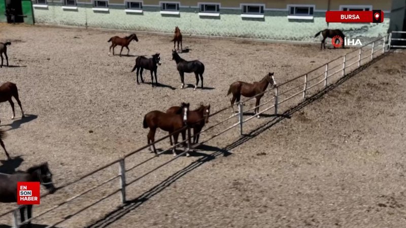 Litresi 2,5 milyon lira yok satıyor