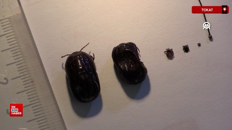 Yeni tespit edilen kene Türkiye'deki 56. tür olarak kayıtlara geçti