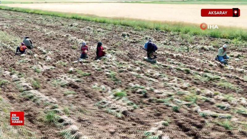 Aksaray'da sarımsağın hasadı başladı